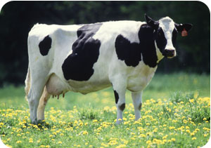 Learn More About Organic Dairy Requirements