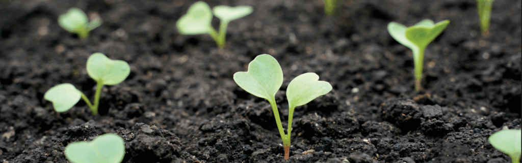 Organic Seed Report Yields Insights