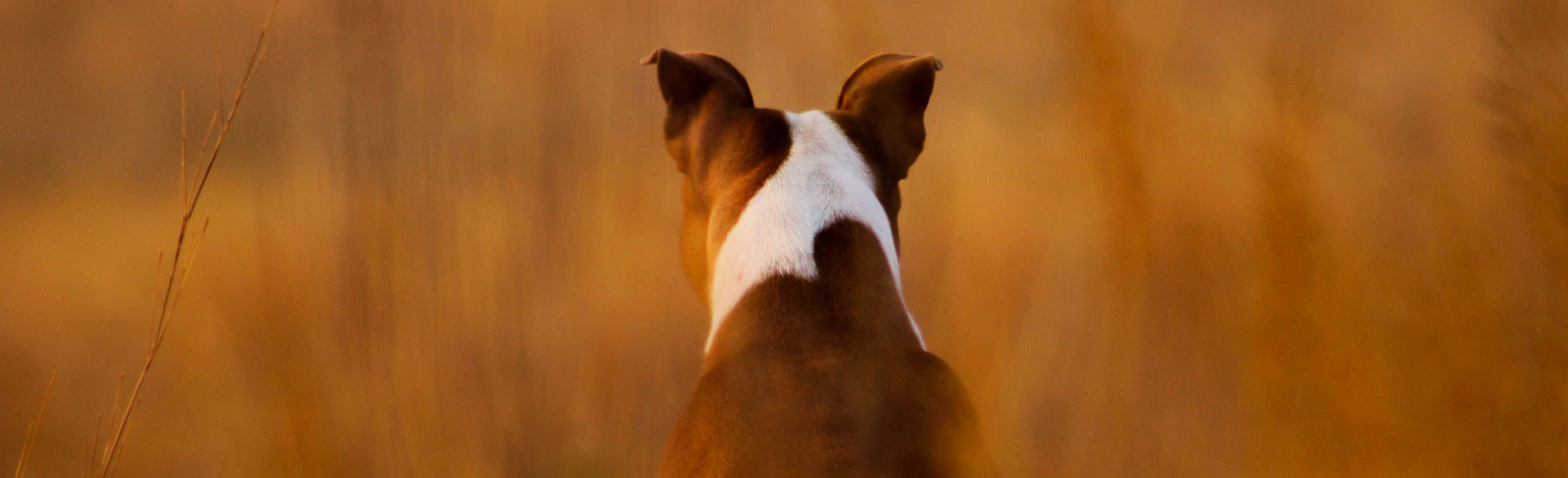 Wolf & Associates - The Organic Specialists