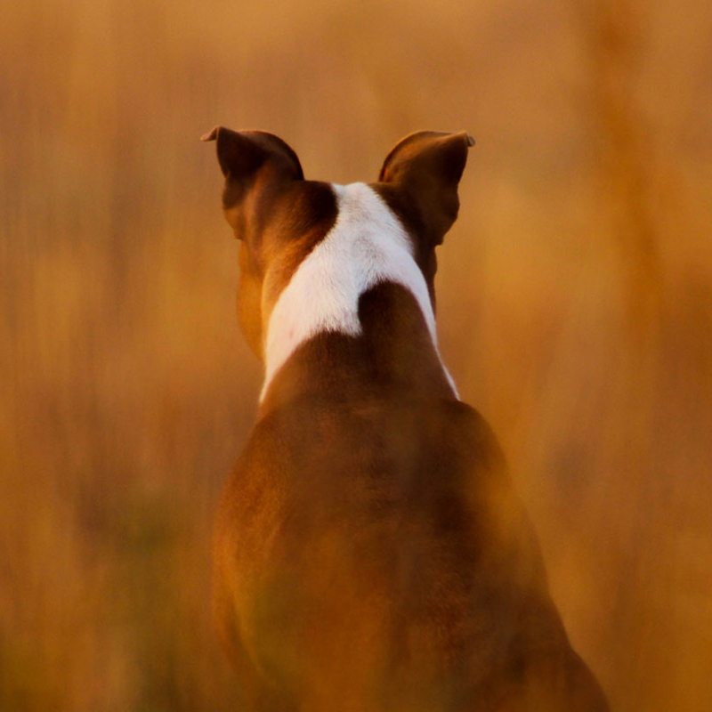 Wolf & Associates - The Organic Specialists Watchdog Program