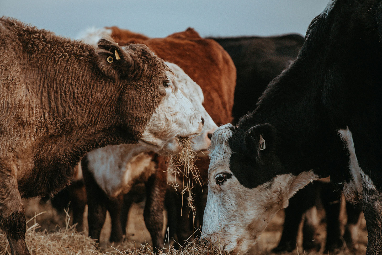 Cows by Annie Spratt on Unsplash
