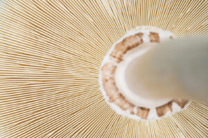 mushroom by james trenda unsplash
