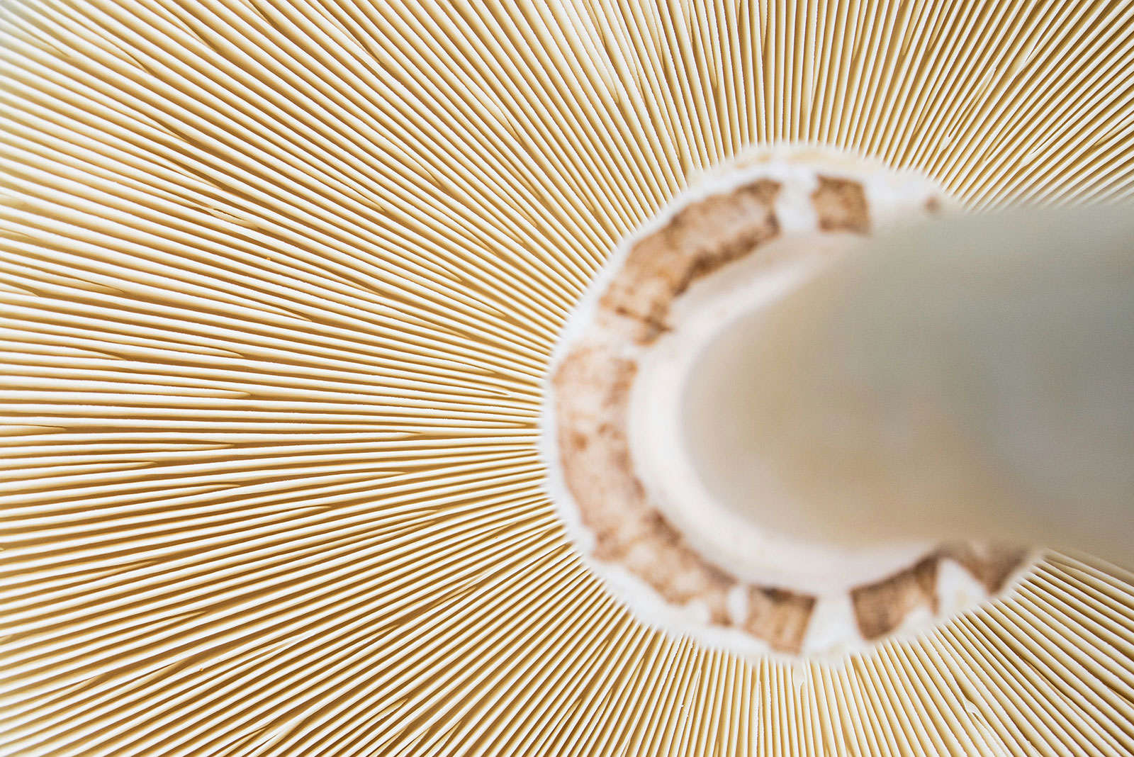 mushroom by james trenda unsplash