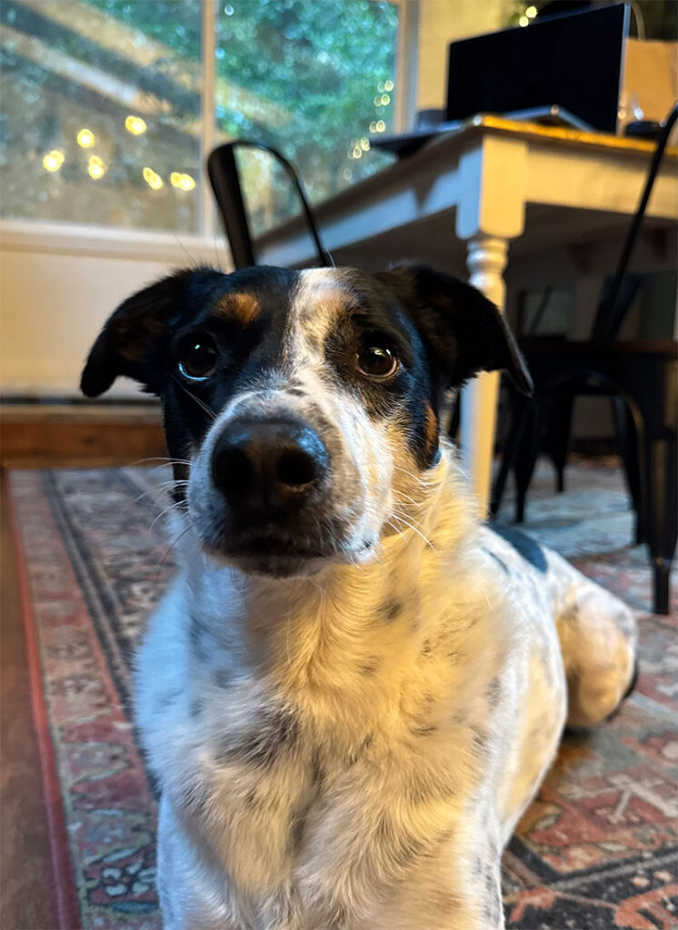 casserole the dog