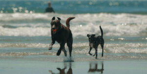 2 dogs running on beach
