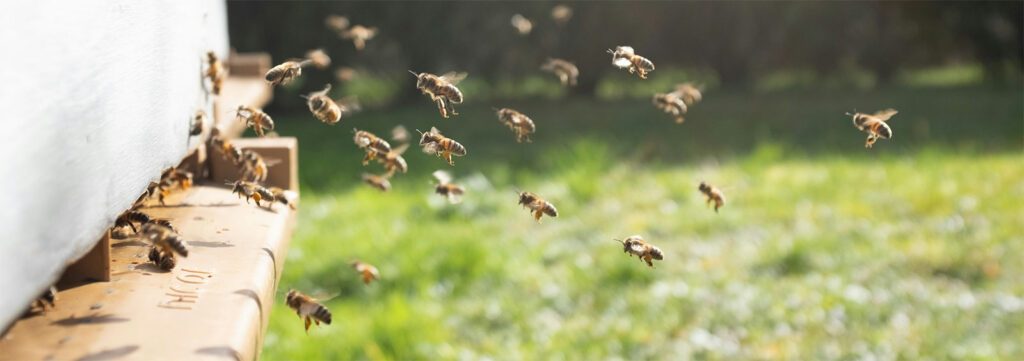 bees flying into hive