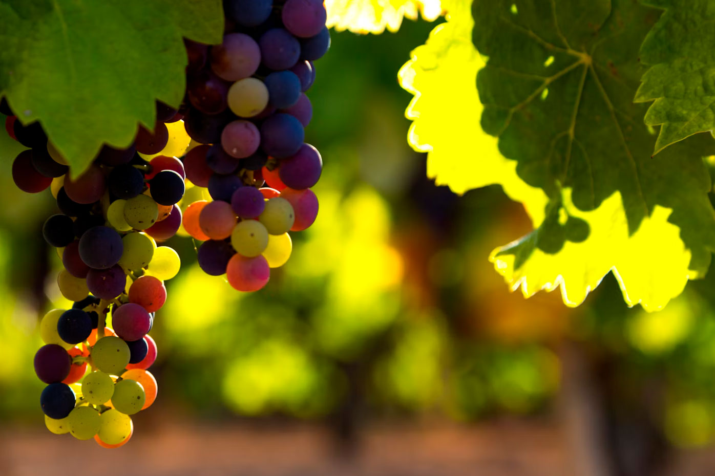 grapes on vine